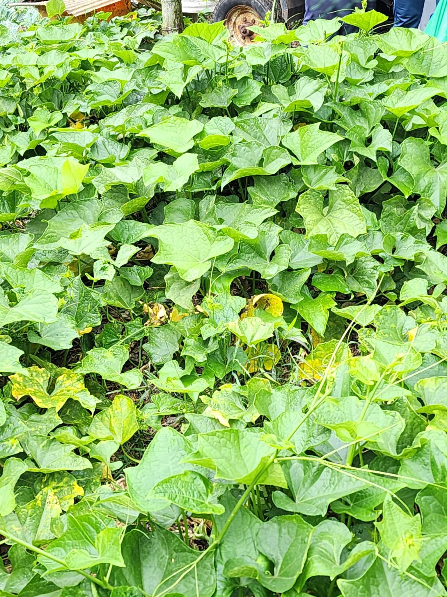 Sechium edule
